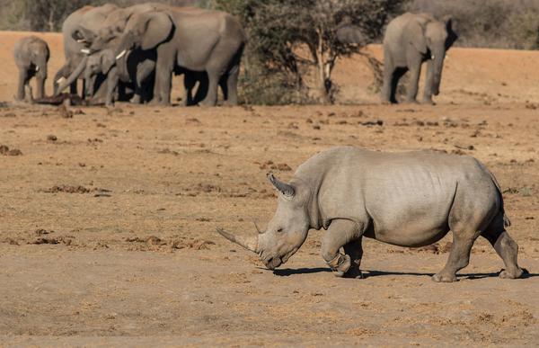 Tau Game Lodge Madikwe Game Reserve Εξωτερικό φωτογραφία
