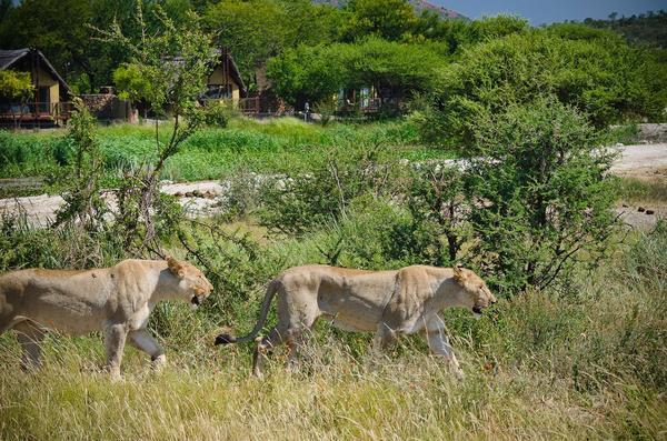 Tau Game Lodge Madikwe Game Reserve Εξωτερικό φωτογραφία